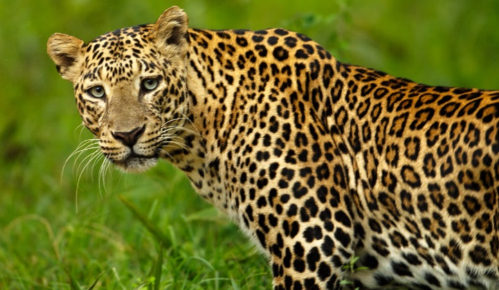 Leopard attacks five in Delhi's Wazirabad; triggers panic
